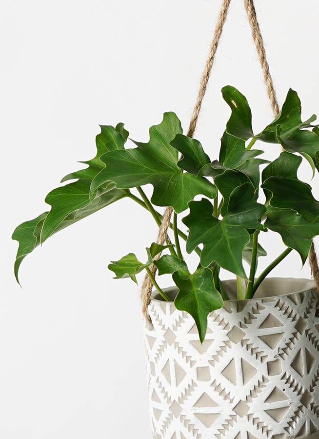 ☆フィロデン セロウム バリエガータ☆3号鉢☆希少☆ 観葉植物 フィロデンドロン 3号 セローム ヒトデカズラ レーナ