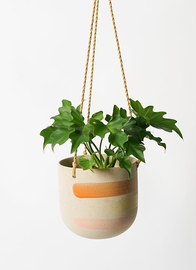 フィロデンドロン　セローム3 楽天市場】観葉植物/フィロデンドロン：セローム 3.5号 : 園芸