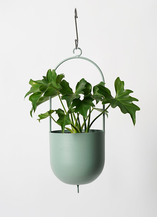 観葉植物 フィロデンドロン ハンギング 大ぶり