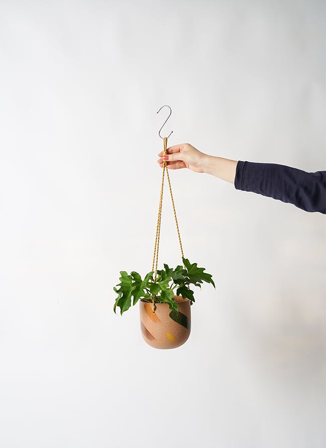 観葉植物 フィロデンドロ 3号 セローム ヒトデカズラ カーリン