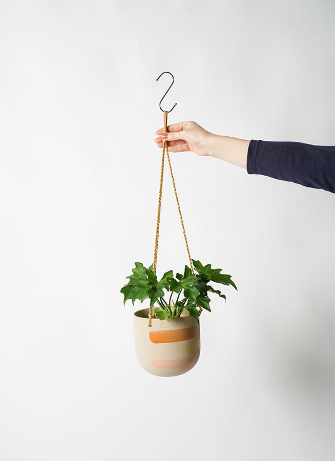 観葉植物 フィロデンドロ 3号 セローム ヒトデカズラ カーリン