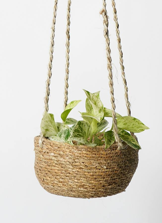 観葉植物 ヘデラ（アイビー） 3号 白斑入り ホグラ草 バスケット