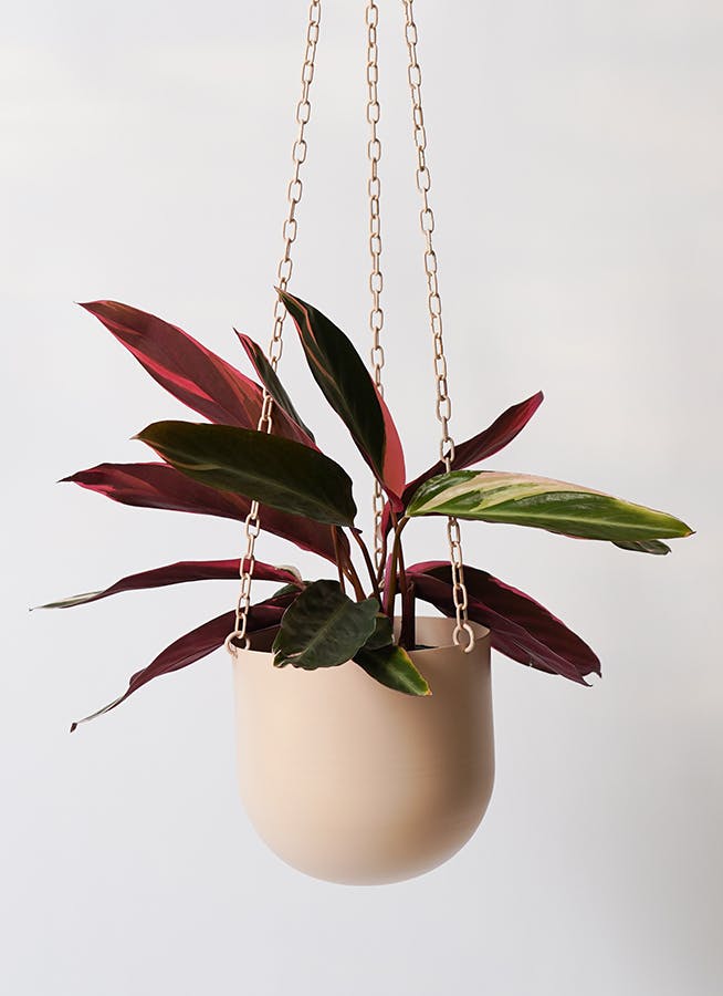 観葉植物 ストロマンテ トリオスター 4号 ファンヌ ハンギング CP 付き