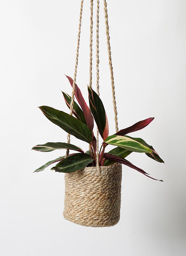 ハンバ　ドリオ　球団ブースター4BOX ハンバ様専用 ドリオ 球団ブースター4BOX プロ野球カードゲーム