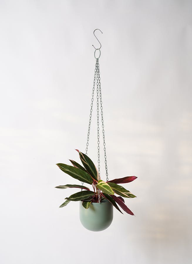 観葉植物 ストロマンテ トリオスター 4号 ファンヌ ハンギング CG 付き