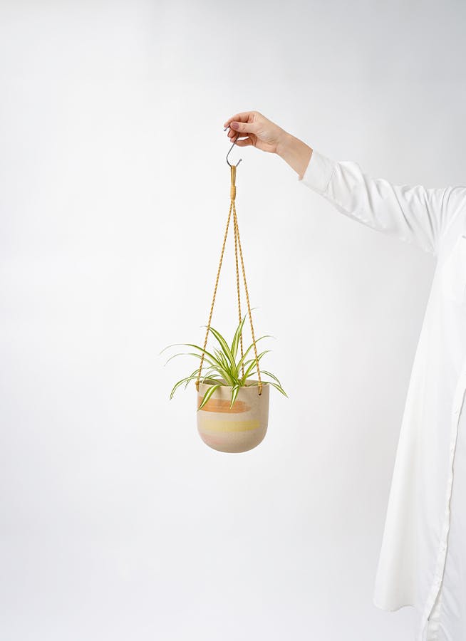 観葉植物 オリヅルラン 3号 カーリン ハンギング 14 G 付き | 観葉植物