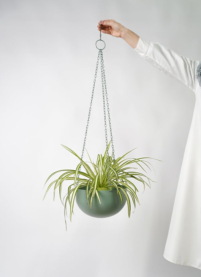 観葉植物 オリヅルラン 4号 ファンヌ ハンギングボウル G 付き | 観葉 観葉植物 オリヅルラン 4号 ファンヌ ハンギングボウル G 付き | 観葉