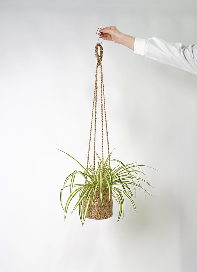 観葉植物 オリヅルラン 4号 ジュート バスケットハンギング FB 付き