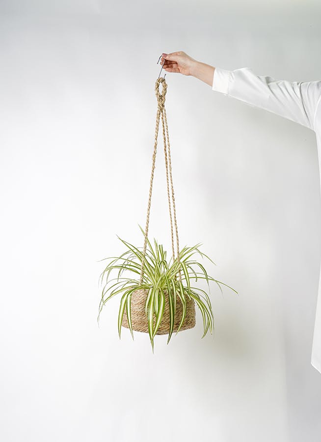観葉植物 オリヅルラン 4号 ジュート バスケットハンギング LB 付き