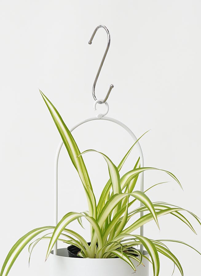 観葉植物 オリヅルラン 3号 ファンヌ ハンギング M W 付き