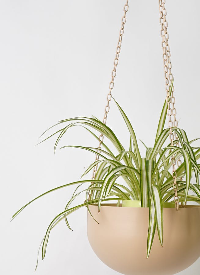 観葉植物 オリヅルラン 4号 ファンヌ ハンギングボウル P 付き