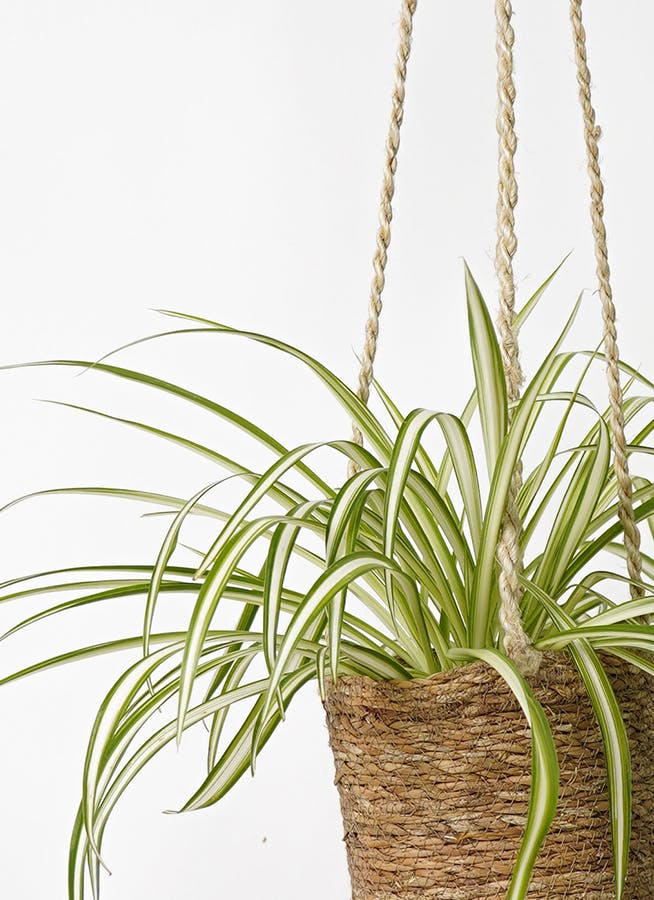 観葉植物 オリヅルラン 4号 ホグラ草 バスケットハンギング FB 付き