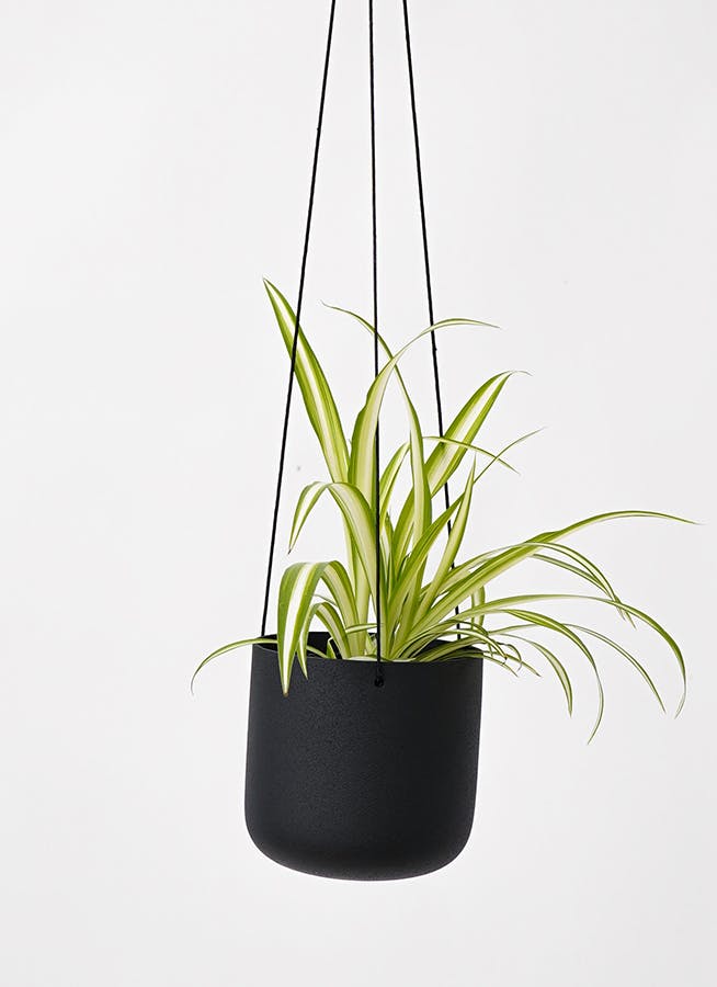 【観葉植物 】オリヅルラン dショッピング |【お試し】 オリヅルラン（折鶴蘭） 白色 4号