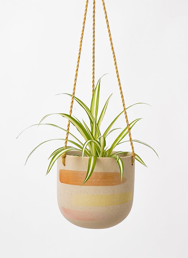 【観葉植物 】オリヅルラン 楽天市場】観葉植物/オリヅルラン：ボニー5号吊鉢 : 園芸ネット