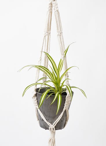 観葉植物 オリヅルラン 3号 コットンプラントハンガー オフホワイト  （アートストーン グレー  AS-102150） 付き