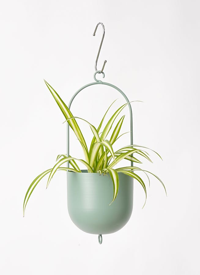 オリヅルラン | 観葉植物の通販ならHitoHana（ひとはな）