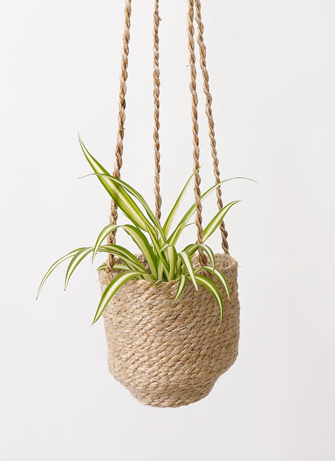 オリヅルラン | 観葉植物の通販ならHitoHana（ひとはな）