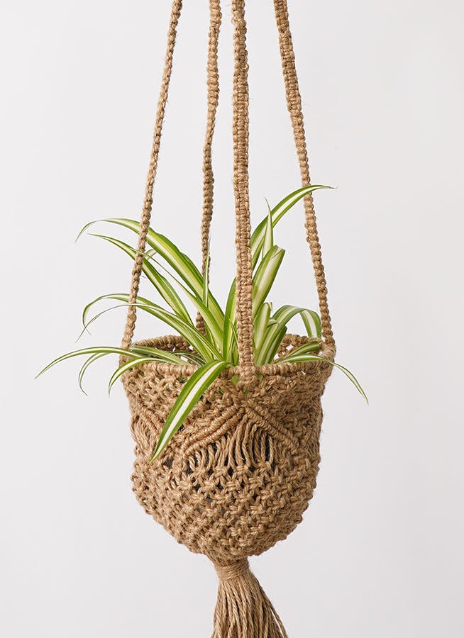 観葉植物 オリヅルラン 3号 ジュート手編みハンギング 16 付き | 観葉