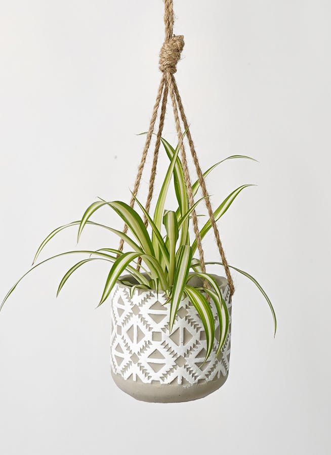観葉植物 オリヅルラン 3号 ロニヤ ハンギング 12 W 付き | 観葉 観葉植物 オリヅルラン 3号 ロニヤ ハンギング 12 W 付き | 観葉