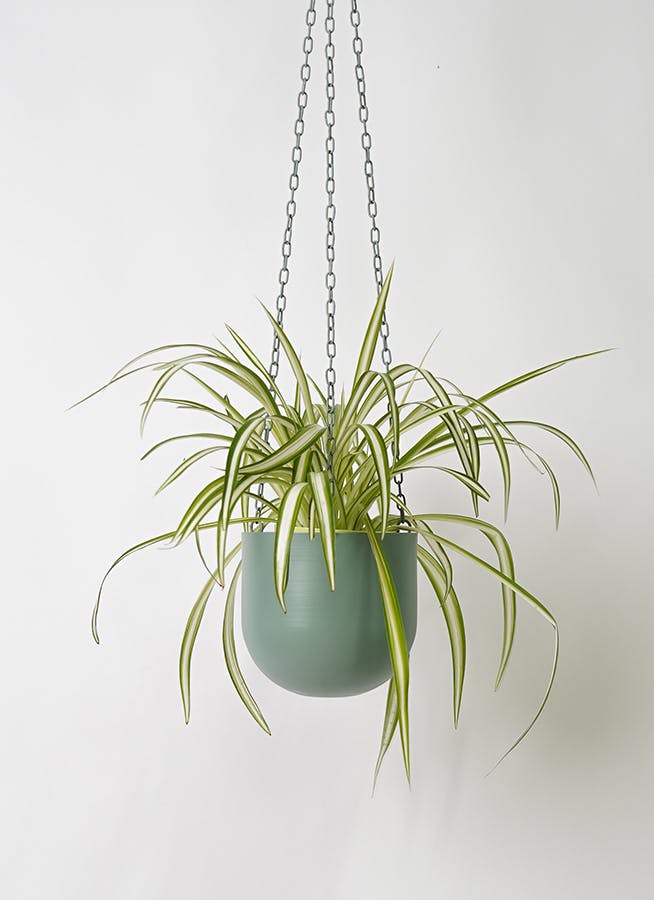 オリヅルラン | 観葉植物の通販ならHitoHana（ひとはな）