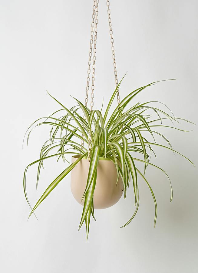 観葉植物 オリヅルラン 4号 ファンヌ ハンギング CP 付き | 観葉植物