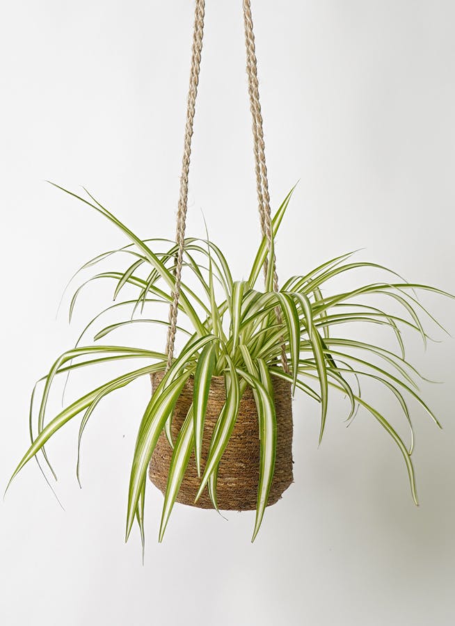 作品紹介　　【観葉植物　オリヅルラン￼】 初めての観葉植物、オリヅルラン | フランスの庭から