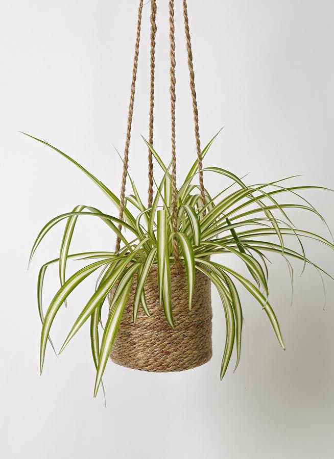 観葉植物 オリヅルラン 4号 ジュート バスケットハンギング FB