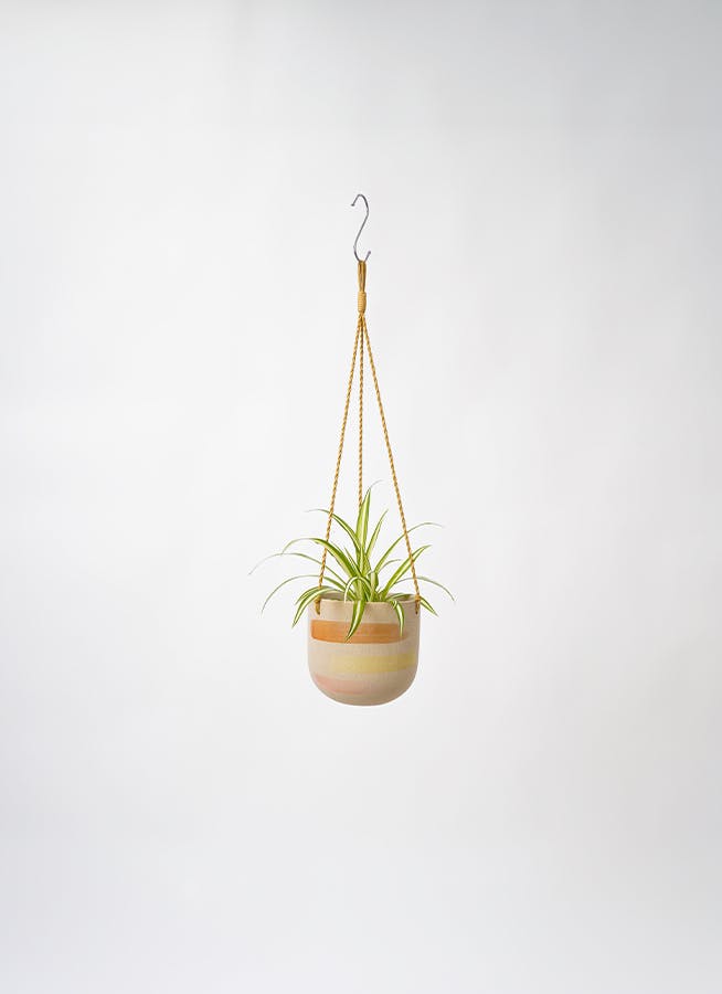 観葉植物 オリヅルラン 3号 カーリン ハンギング 14 G 付き