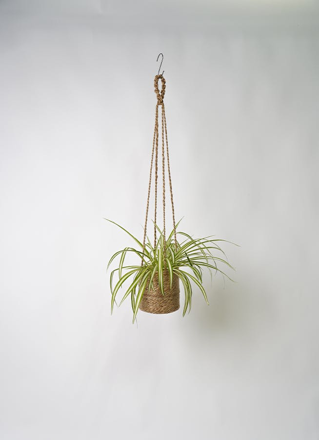 観葉植物 オリヅルラン 4号 ジュート バスケットハンギング FB 付き