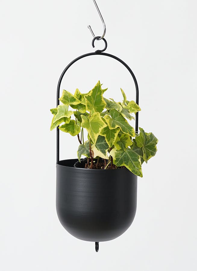 観葉植物 ヘデラ（アイビー） 3号 黄斑入り ファンヌ ハンギング