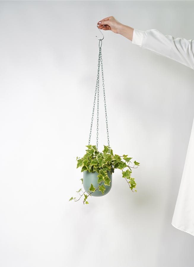 観葉植物 ヘデラ（アイビー） 4号 黄斑入り ファンヌ ハンギング CG