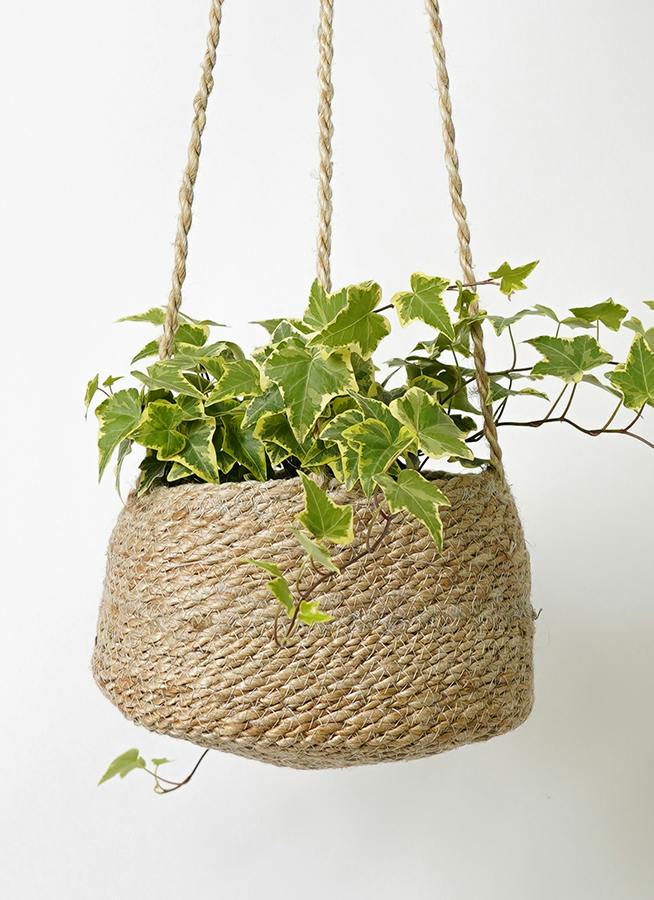 ベテラ　 小型室内植物 バスケット 観葉植物 ヘデラ（アイビー） 4号 黄斑入り ジュート バスケット