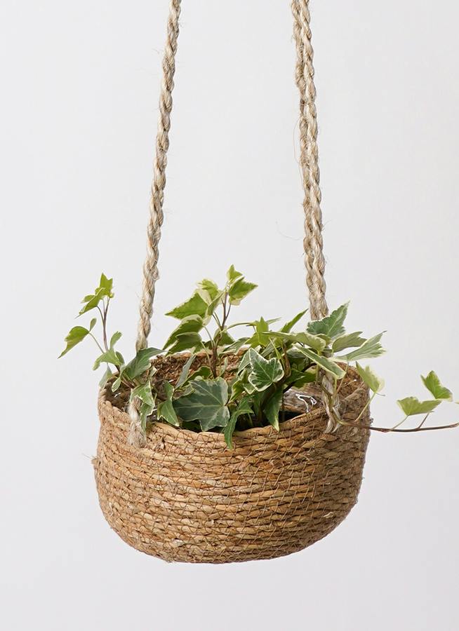 観葉植物 ヘデラ（アイビー） 3号 白斑入り ホグラ草 バスケット