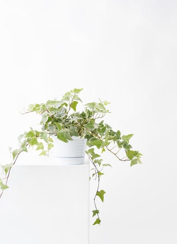 観葉植物 ヘデラ 4号 白斑入り プラスチック鉢