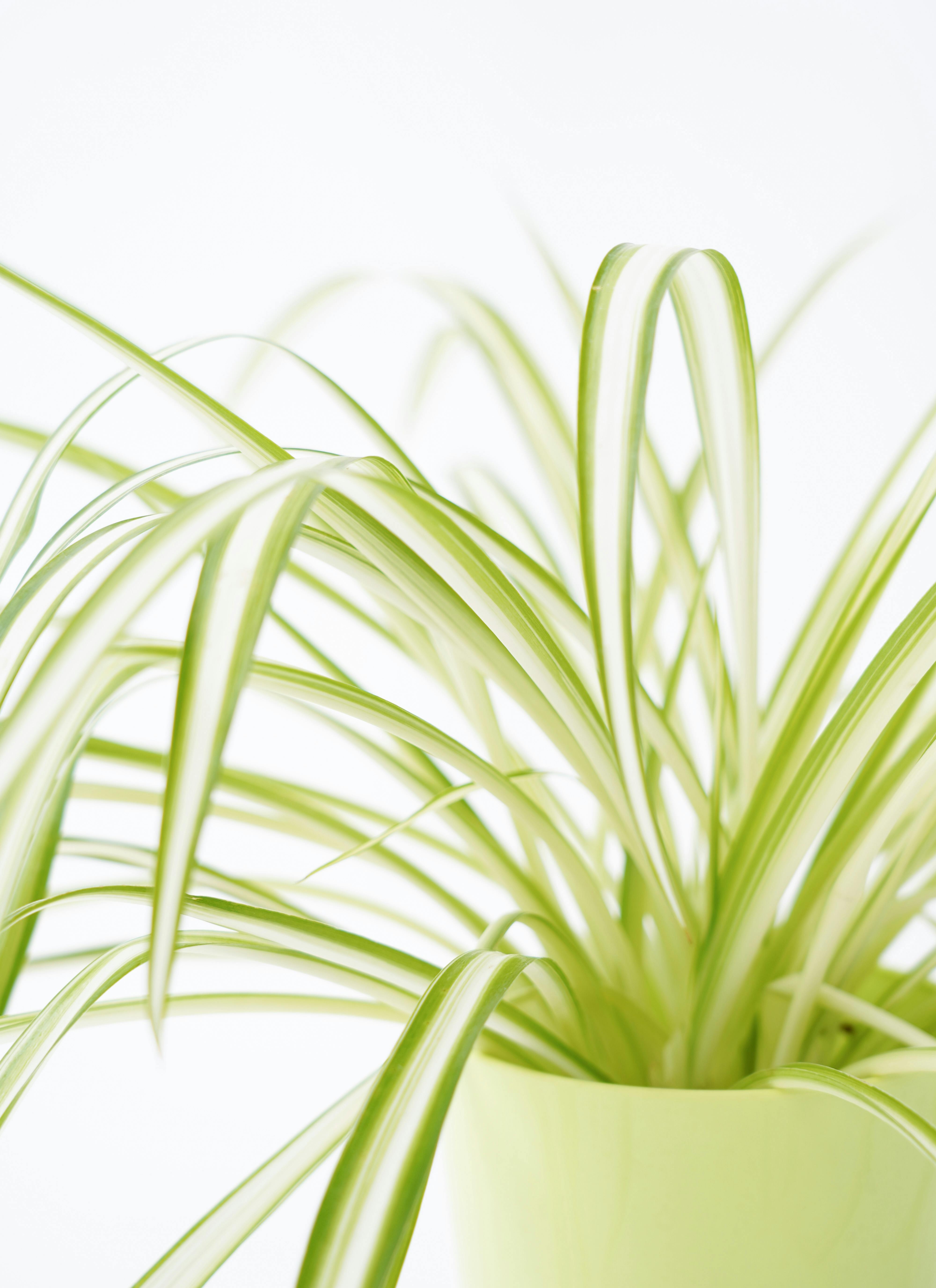 ハンギング植物 オリヅルラン 4号 プラスチック鉢 | 観葉植物なら