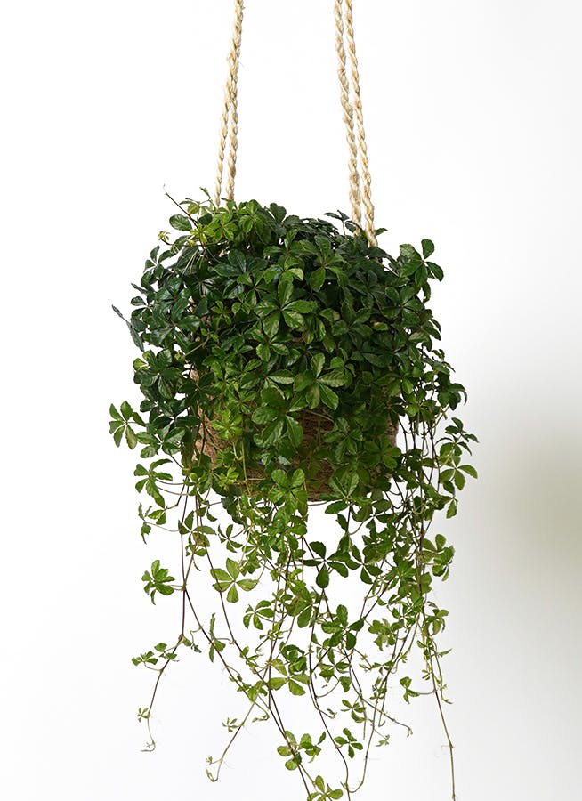 観葉植物 シュガーバイン 4号 ホグラ草 バスケットハンギング FB