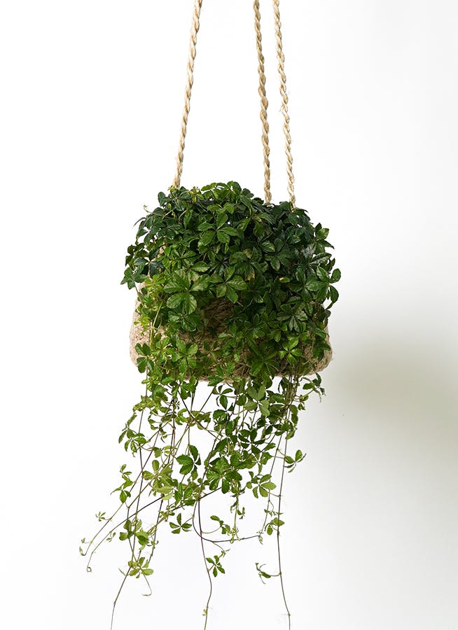 シュガーバイン | 観葉植物通販HitoHana(ひとはな)