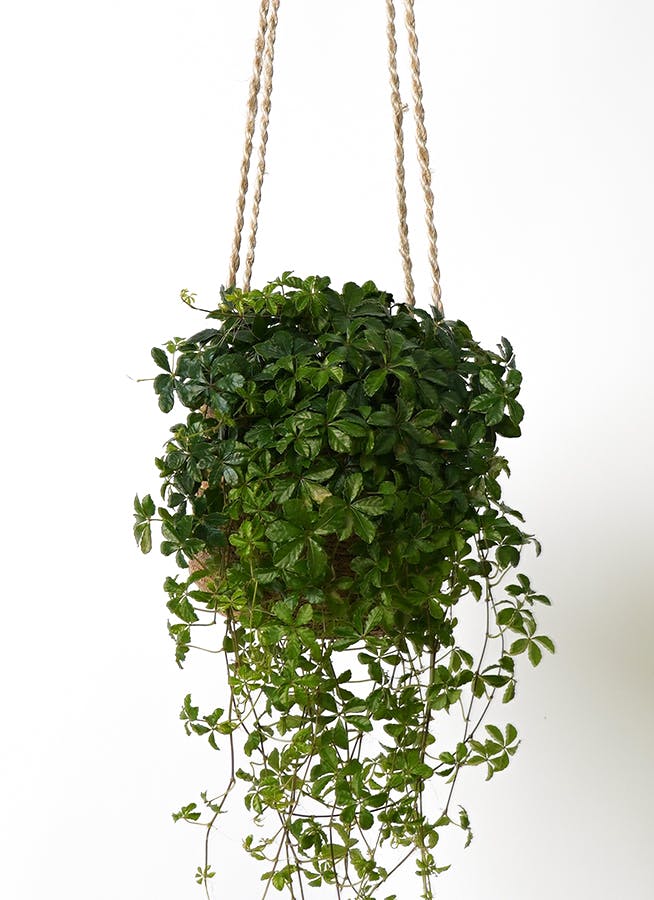 シュガーバイン | 観葉植物通販HitoHana(ひとはな)