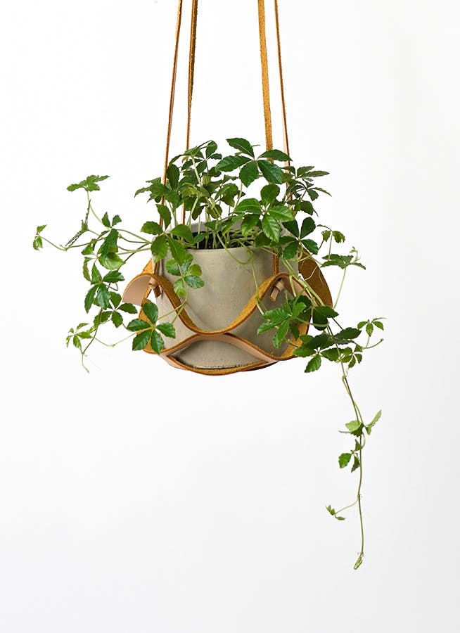 シュガーパイン 様 ★★★専用出品★★★ シュガーパイン 様 専用出品