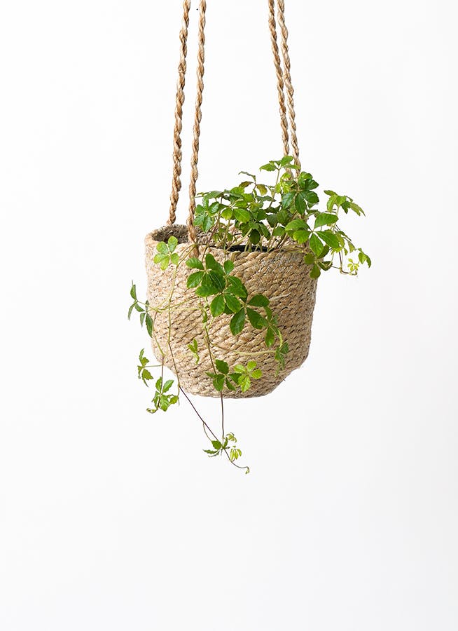 シュガーバイン | 観葉植物通販HitoHana(ひとはな)