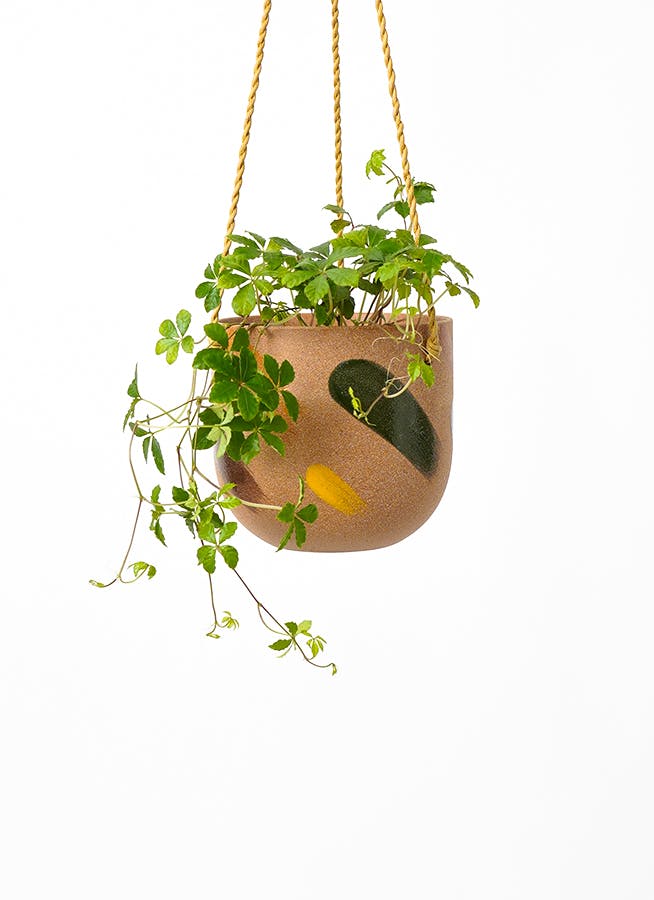 シュガーバイン | 観葉植物通販HitoHana(ひとはな)