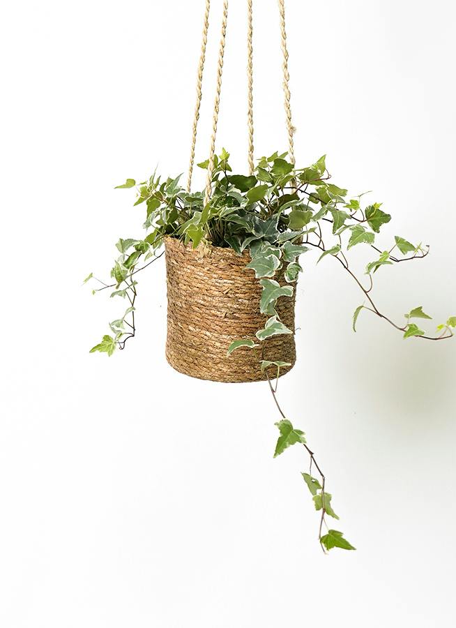 観葉植物 ヘデラ（アイビー） 4号 白斑入り ホグラ草 バスケット