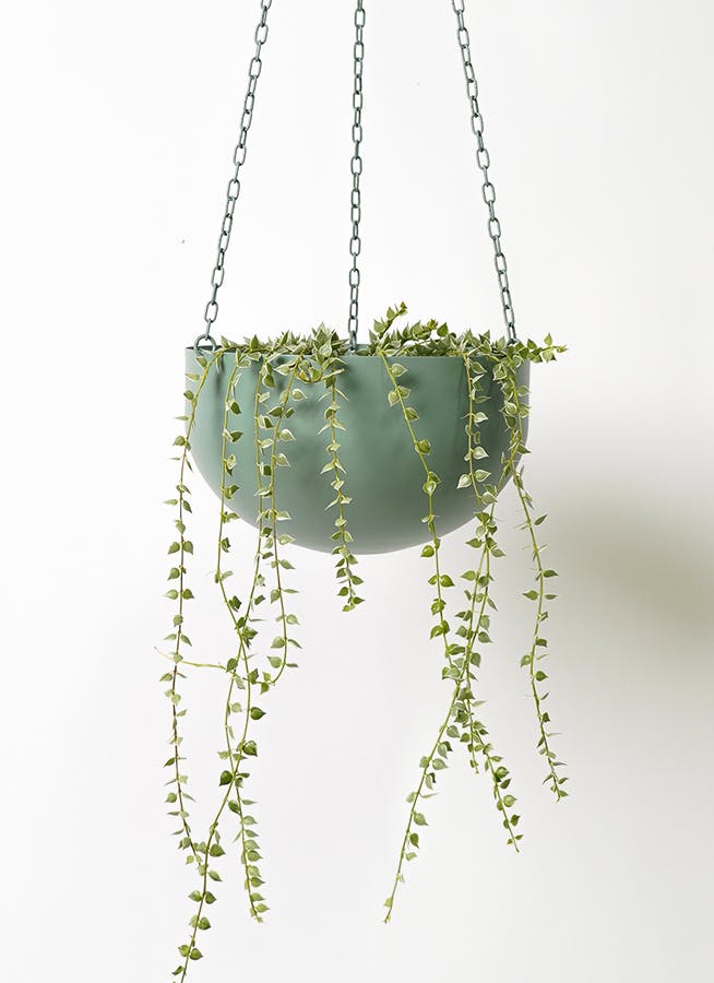 ディスキディア | 観葉植物の通販ならHitoHana（ひとはな）