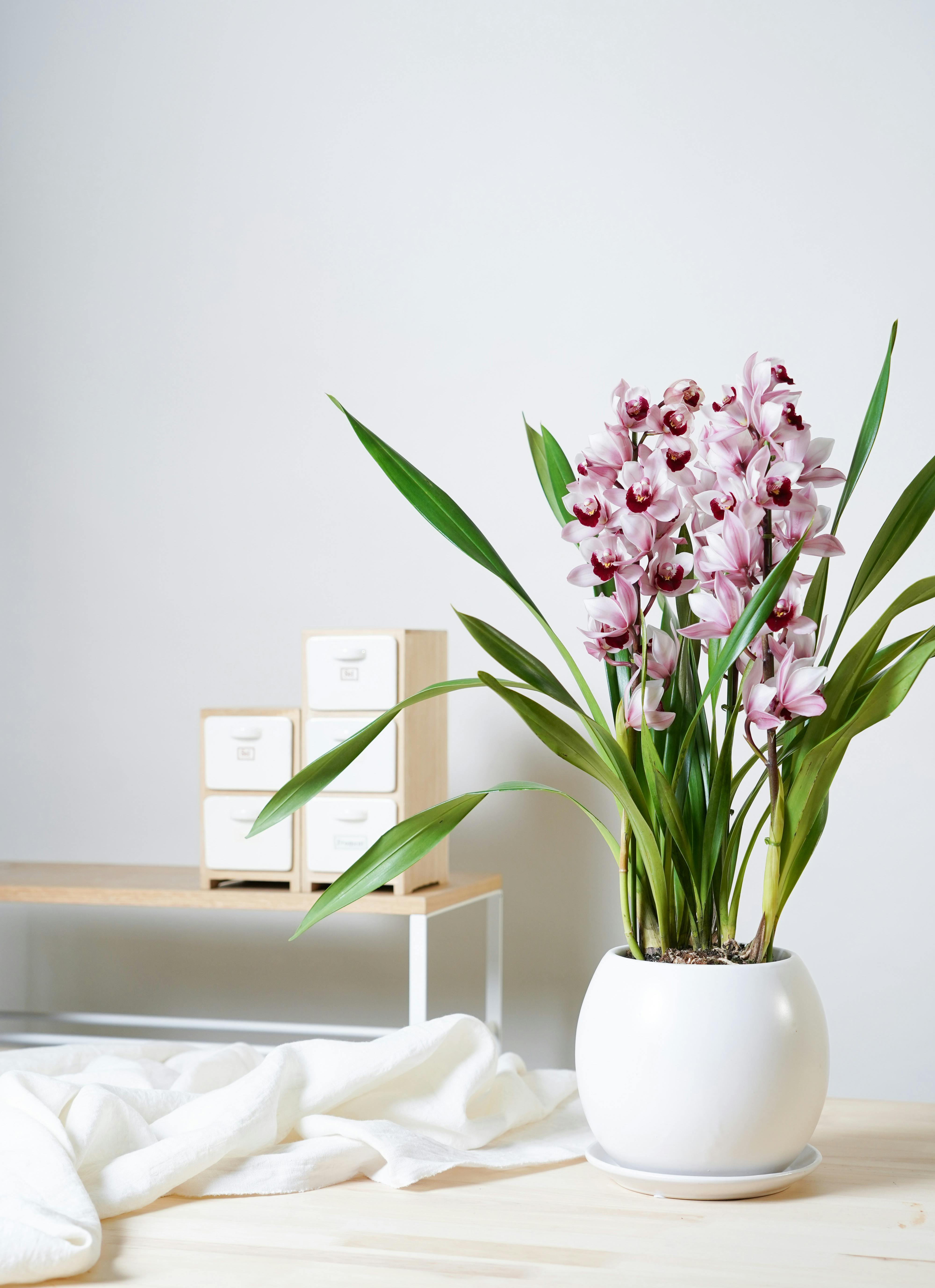 産地直送 シンビジウム ミニ ピンク 3本立ち／高知 石田蘭園からお届け