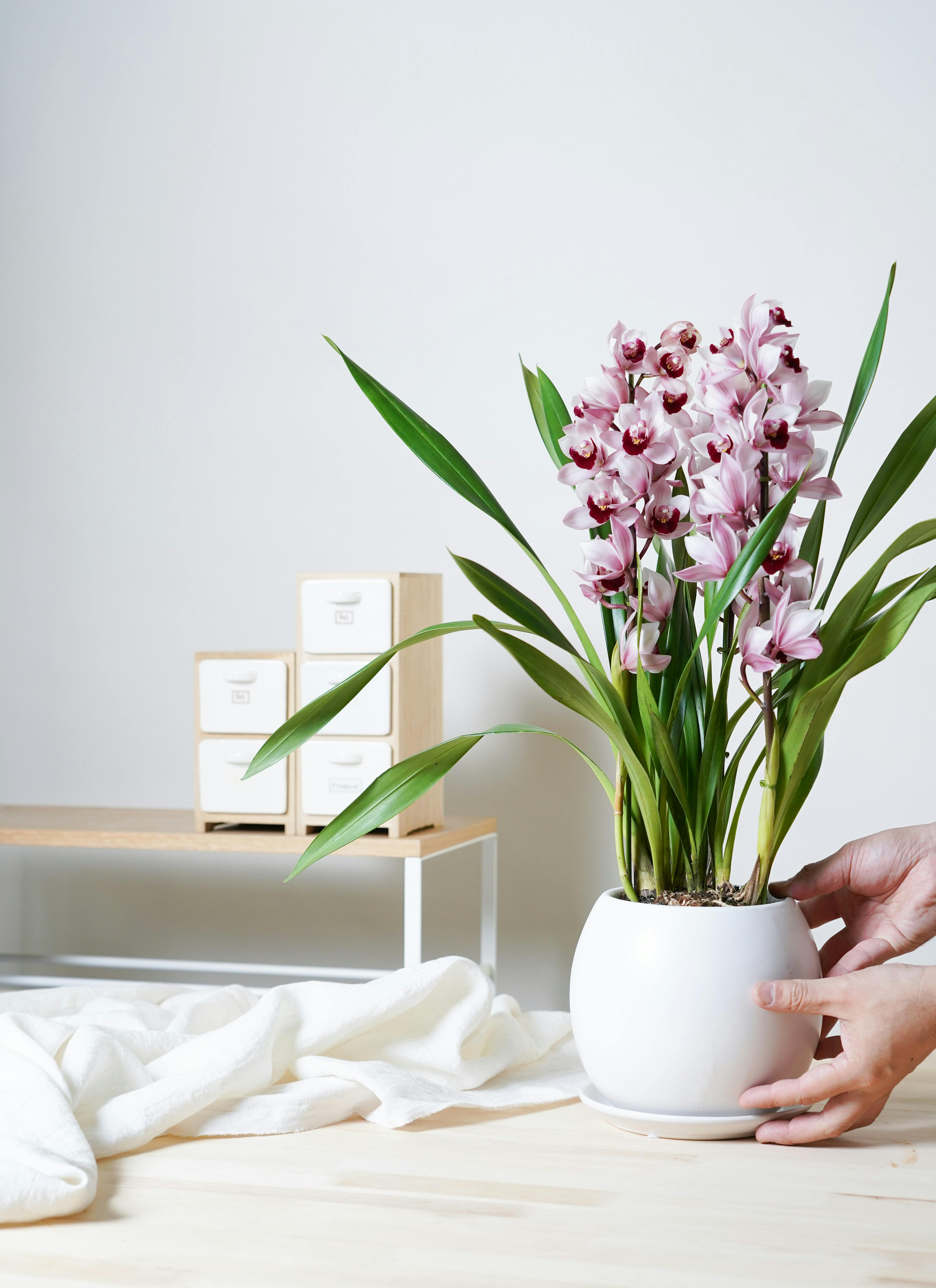 産地直送 シンビジウム ミニ ピンク 3本立ち／高知 石田蘭園からお届け