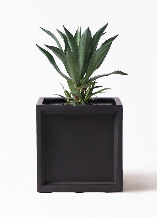 アガベ 8号 | 観葉植物 | インテリアやギフトに - Hitohana（ひとはな）
