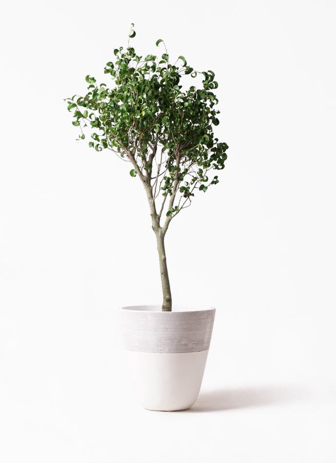 観葉植物 フィカスベンジャミン 8号 シタシオン ジュピター 白 付き 観葉植物ならhitohana ひとはな