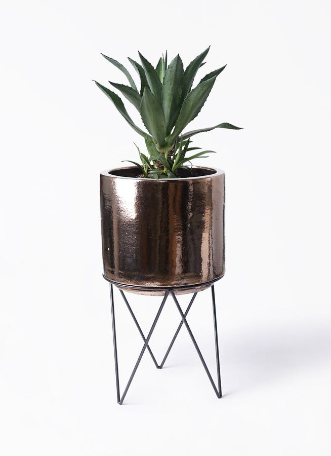 アガベ 8号 | 観葉植物 | インテリアやギフトに - Hitohana（ひとはな）