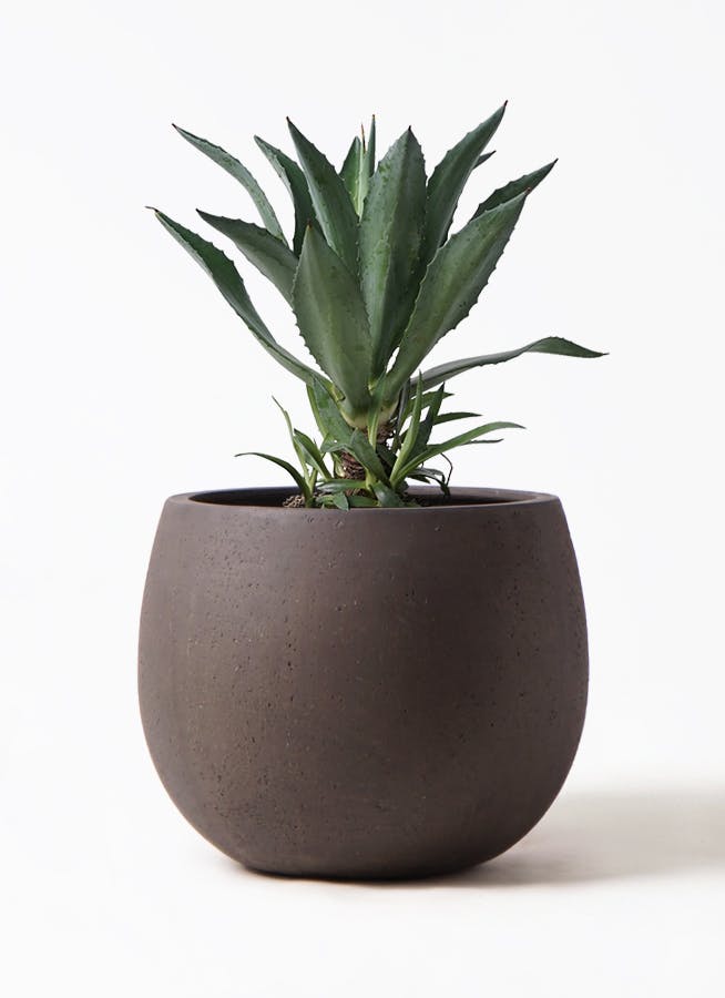 アガベ　サルミアナ、大株、8号鉢 アガベ サルミアナ、大株、8号鉢