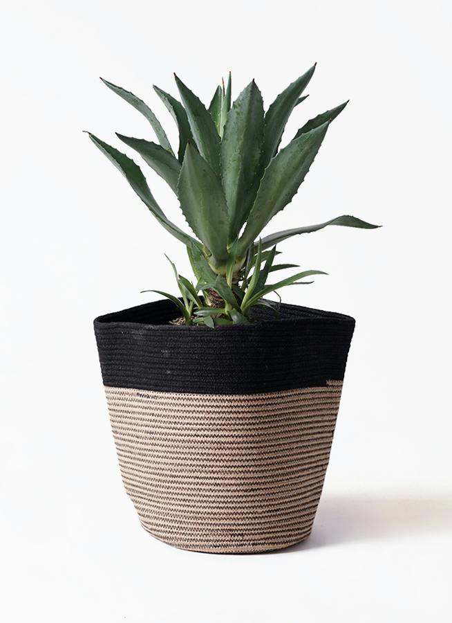 アガベ 観葉植物 アガベ 8号 | 観葉植物 | インテリアやギフトに - Hitohana（ひとはな）